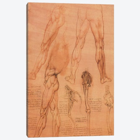 Studies of Legs of Man and the Leg of a Horse, 1506 Canvas Print #15402} by Leonardo da Vinci Canvas Art