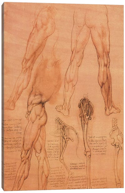 Studies of Legs of Man and the Leg of a Horse, 1506 Canvas Art Print - Anatomy Art