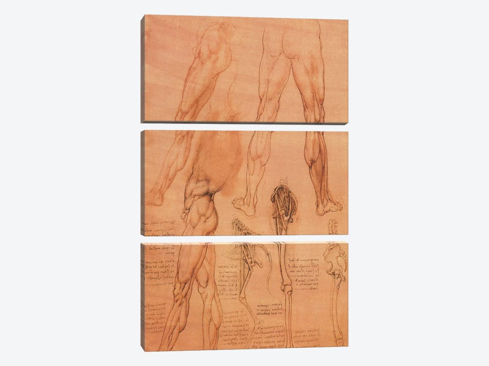 Studies of Legs of Man and the Leg of a Horse, 1506 by Leonardo da Vinci 3-piece Canvas Art Print