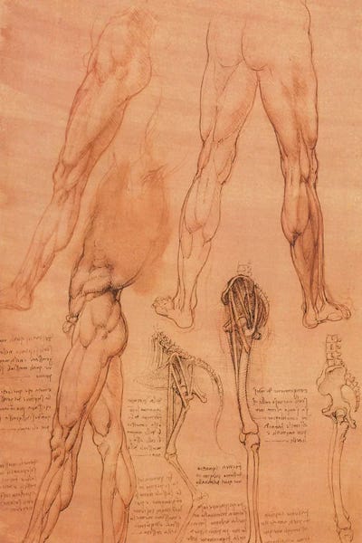 Biology: Studies of Legs of Man and the Leg of a Horse, 1506 by Leonardo da Vinci