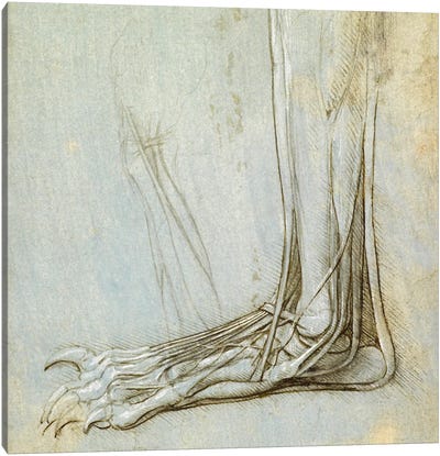 The Anatomy of a Foot, 1485 Canvas Art Print - Hall of Horror