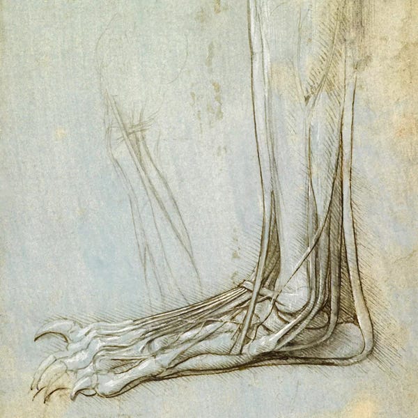 Skeletons: The Anatomy of a Foot, 1485 by Leonardo da Vinci