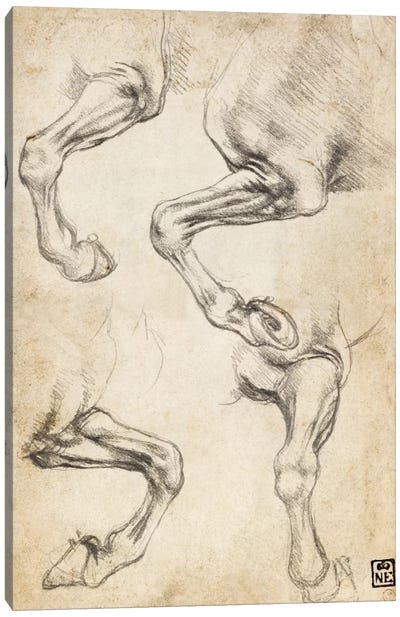 Studies of Horse's Legs Canvas Art Print - Anatomy Art