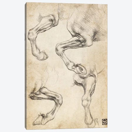 Studies of Horse's Legs Canvas Print #15408} by Leonardo da Vinci Canvas Art