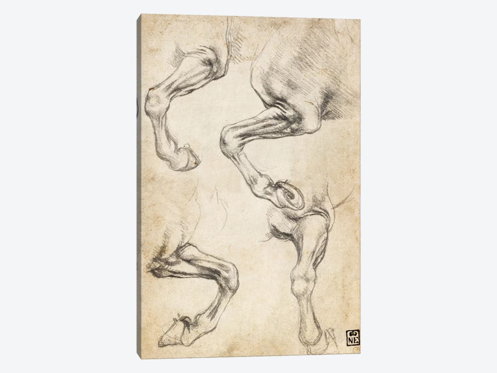 Studies of Horse's Legs by Leonardo da Vinci 1-piece Canvas Art Print