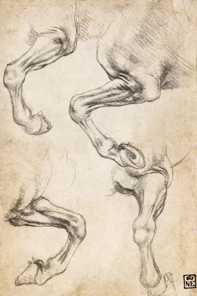 Biology: Studies of Horse's Legs by Leonardo da Vinci
