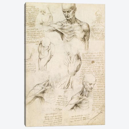 Superficial Anatomy of the Shoulder and Neck (Recto), 1510 Canvas Print #15410} by Leonardo da Vinci Art Print
