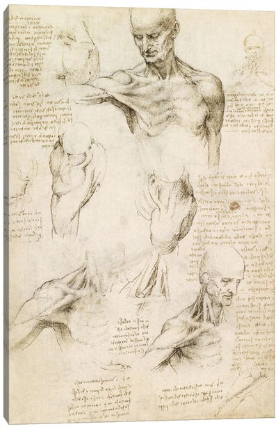Superficial Anatomy of the Shoulder and Neck (Recto), 1510 Canvas Art Print - Leonardo da Vinci