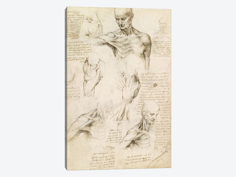Superficial Anatomy of the Shoulder and Neck (Recto), 1510 by Leonardo da Vinci 1-piece Canvas Wall Art
