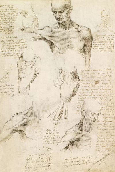 Science: Superficial Anatomy of the Shoulder and Neck (Recto), 1510 by Leonardo da Vinci
