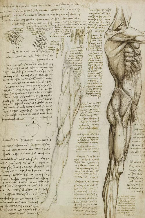 The Muscles of the Leg. 1511 by Leonardo da Vinci wall art