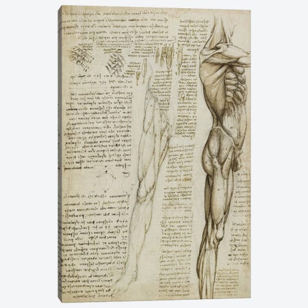 The Muscles of the Leg. 1511 Canvas Print #15412} by Leonardo da Vinci Canvas Art Print