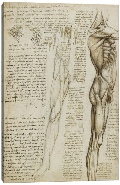 The Muscles of the Leg. 1511 Canvas Art Print - Leonardo da Vinci