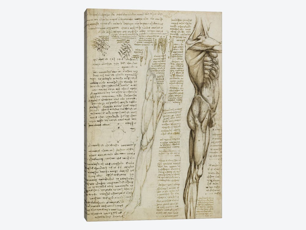 The Muscles of the Leg. 1511 by Leonardo da Vinci 1-piece Canvas Art