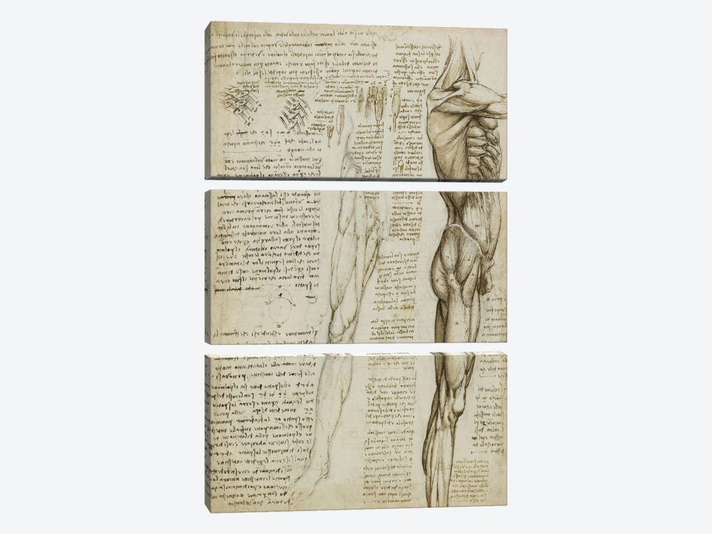 The Muscles of the Leg. 1511 by Leonardo da Vinci 3-piece Canvas Wall Art