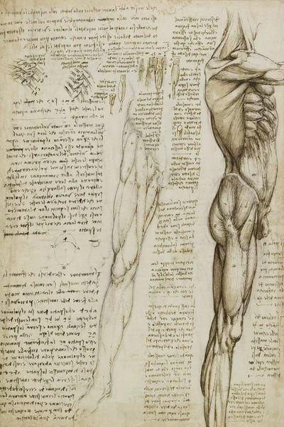Science: The Muscles of the Leg. 1511 by Leonardo da Vinci