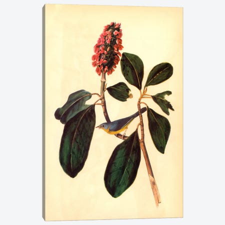 Warbler Canvas Print #1724} by John James Audubon Canvas Artwork