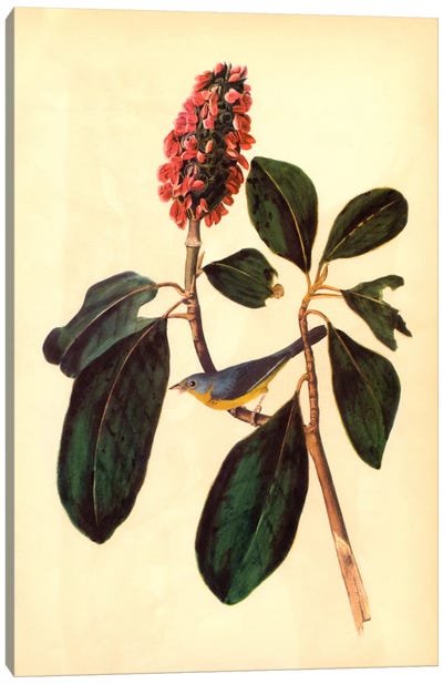 Warbler Canvas Art Print - Botanical Illustrations