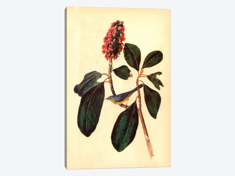 Warbler by John James Audubon 1-piece Canvas Art Print