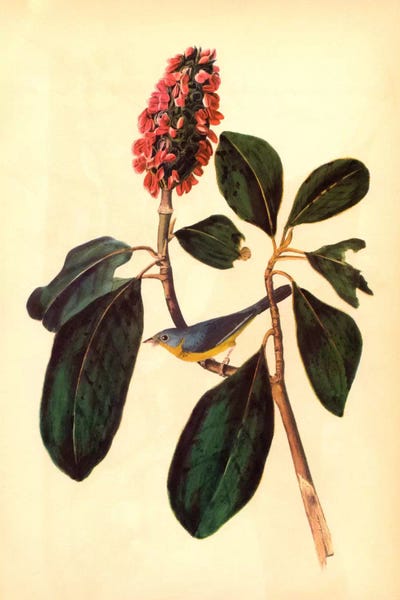 Vintage Botanical Illustrations: Warbler by John James Audubon