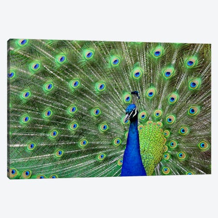 Peacock Feathers Canvas Print #17} by Unknown Artist Canvas Art Print