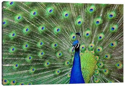 Peacock Feathers Canvas Art Print - Peacock Art