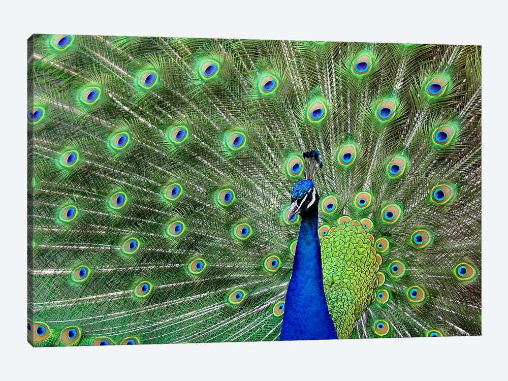 Peacock Feathers by Unknown Artist 1-piece Canvas Art