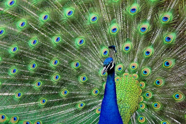 Feathers: Peacock Feathers by Unknown Artist