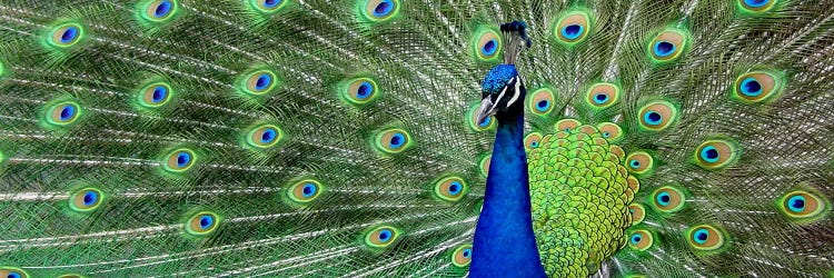 Aqua Peacock