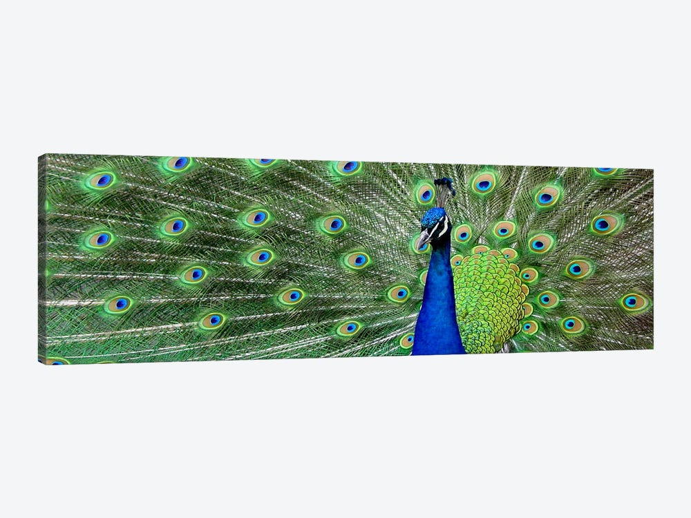 Aqua Peacock by Unknown Artist 1-piece Canvas Art