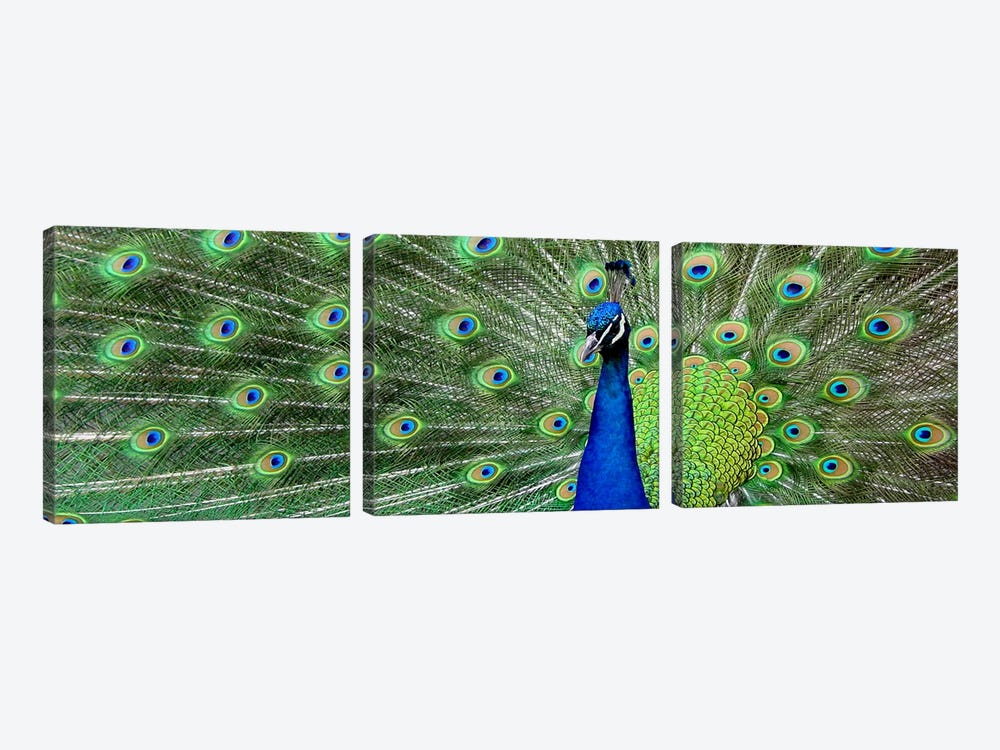 Aqua Peacock 3-piece Canvas Artwork