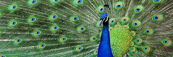 Peacocks: Aqua Peacock by Unknown Artist