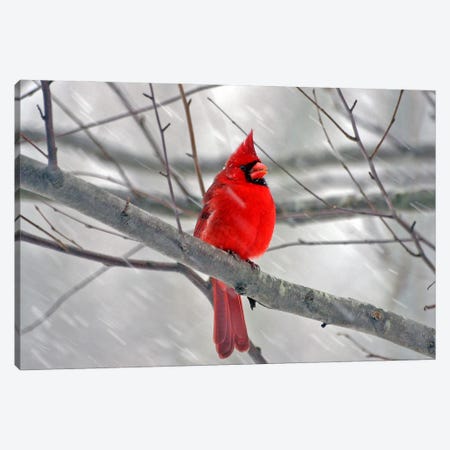 Cardinal Bird Canvas Print #1} by Unknown Artist Canvas Art
