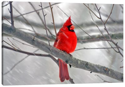 Cardinal Bird Canvas Art Print - Snow Art