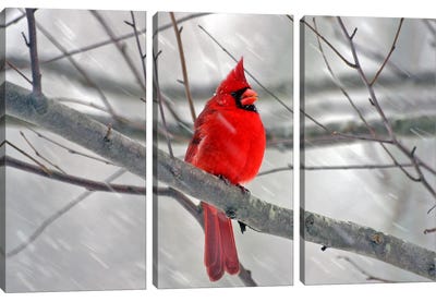 Cardinal Bird Canvas Art Print - 3-Piece Animal Art