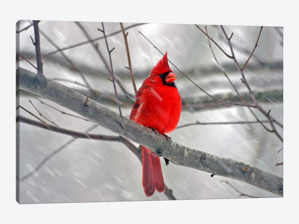 Cardinal Bird by Unknown Artist 1-piece Canvas Wall Art