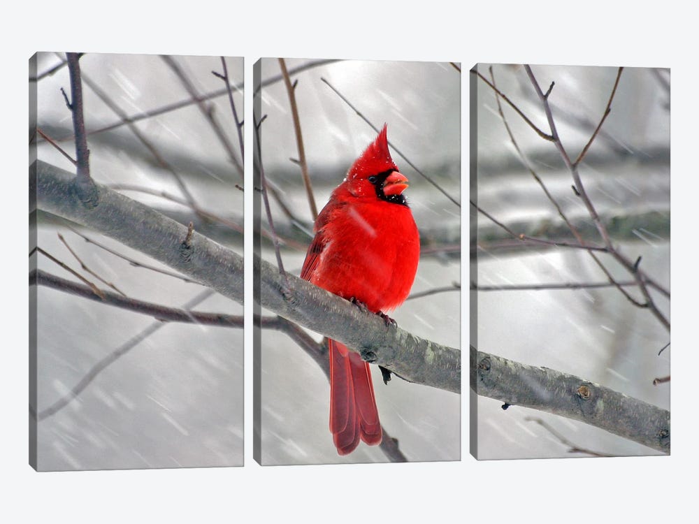 Cardinal Bird by Unknown Artist 3-piece Canvas Art