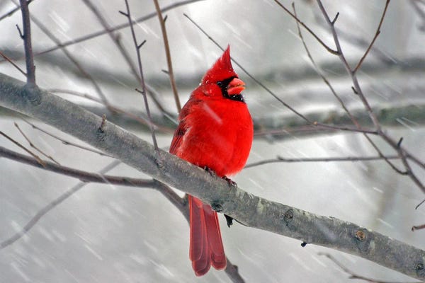 Snow: Cardinal Bird by Unknown Artist