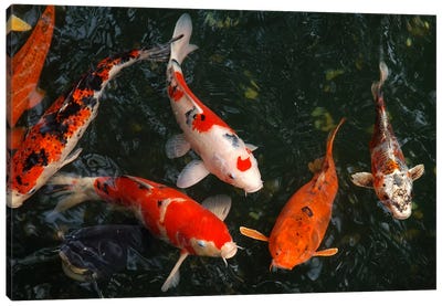 Koi Carp In Japan Canvas Art Print - Fish Art