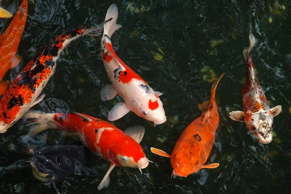 Fish: Koi Carp In Japan by Unknown Artist