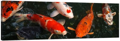 Koi Carp In Japan Canvas Art Print - Fish Art