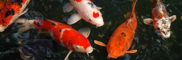 Koi Carp In Japan