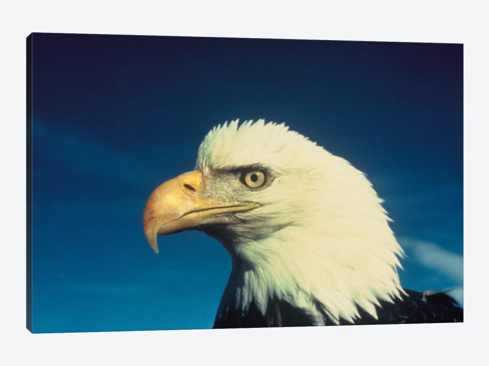 Bald Eagle by Unknown Artist 1-piece Art Print
