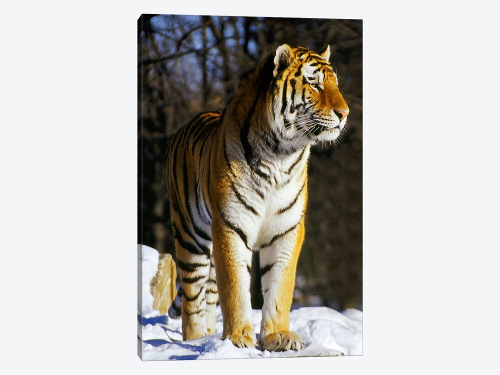 Tiger by Unknown Artist 1-piece Canvas Art