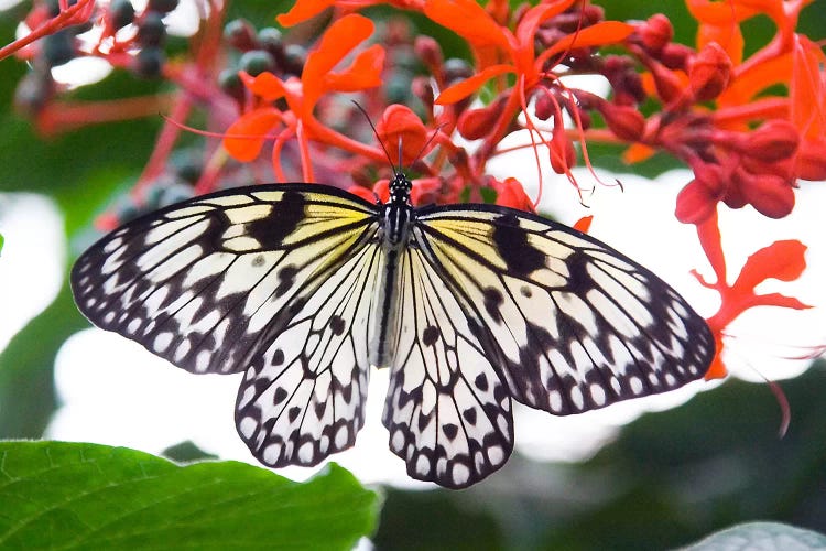 White Butterfly