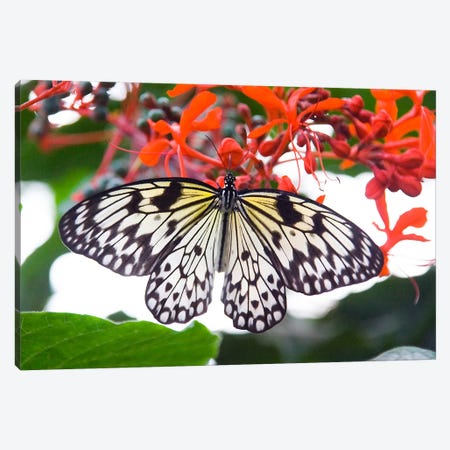 White Butterfly Canvas Print #38} by Unknown Artist Canvas Wall Art