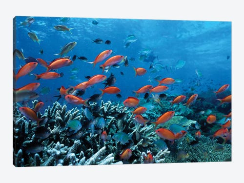 A343 Ocean Sea Life Coral Reef Funky Animal Canvas Wall Art Large Picture Prints 