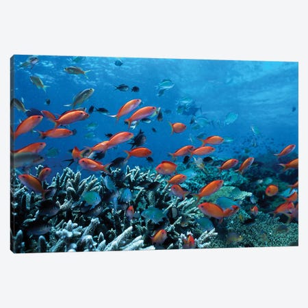 Ocean Fish Coral Reef Canvas Print #40} by Unknown Artist Canvas Art Print