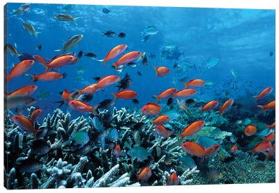 Ocean Fish Coral Reef Canvas Art Print - Coral Art