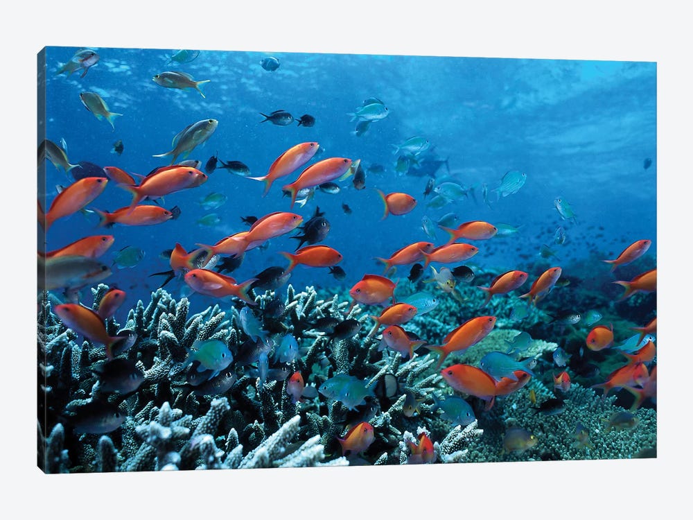 A.Monamour Blue Ocean Sea Marine Life Coral Fish Blue Sky Bright Sunshine Scenery Picture Print Textile Long Thicken Shower Curtain 165x180 cm 65 x 72